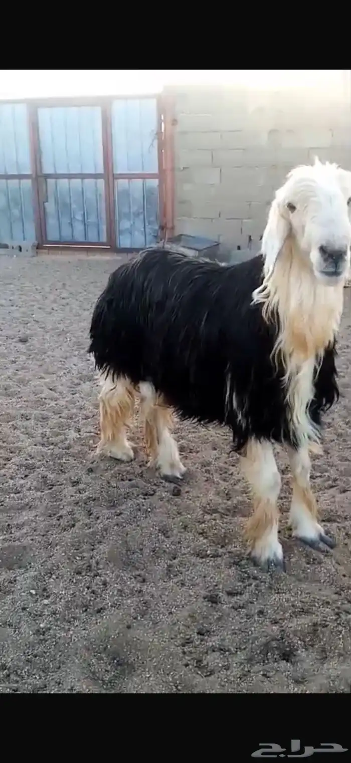 فحل نجدي مشروط 6