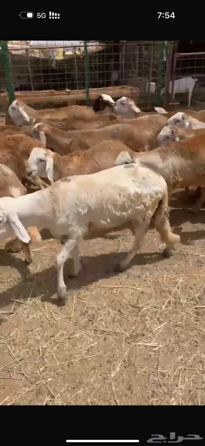 الطايف الرميده 0
