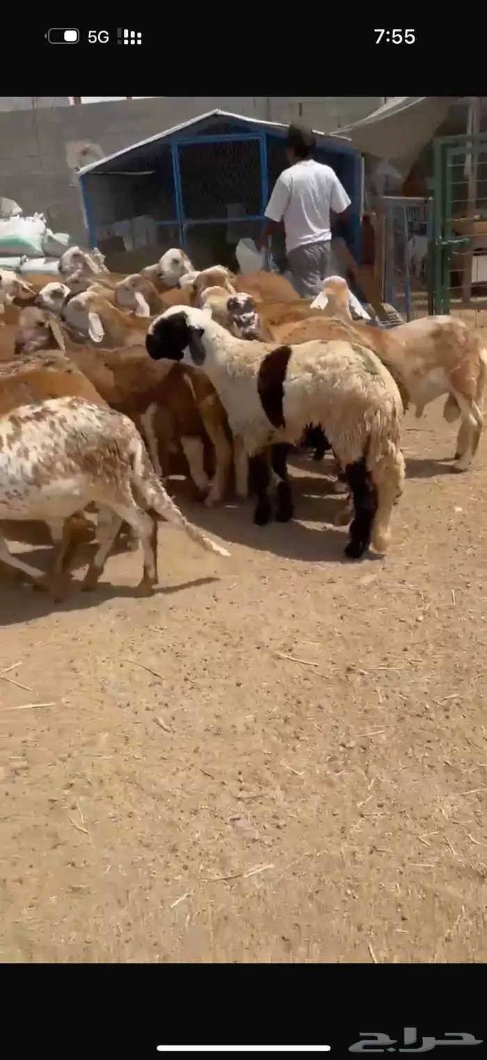 الطايف الرميده 4