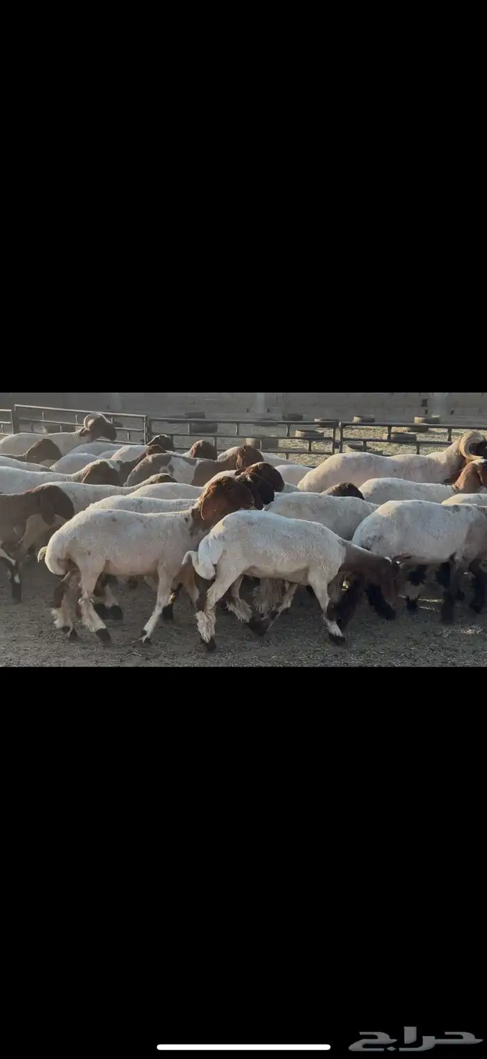 جذعات نعيم مقاني 3