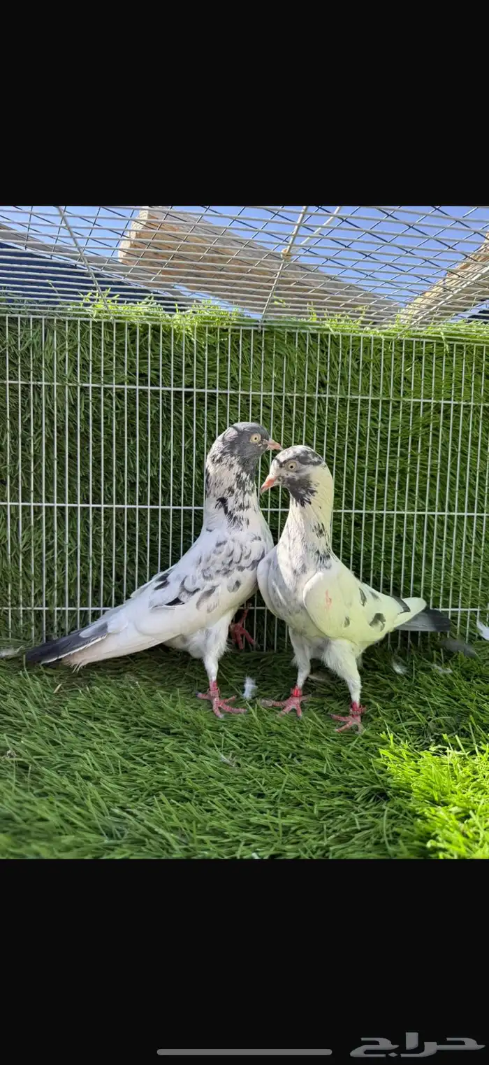 سهران بوري 3