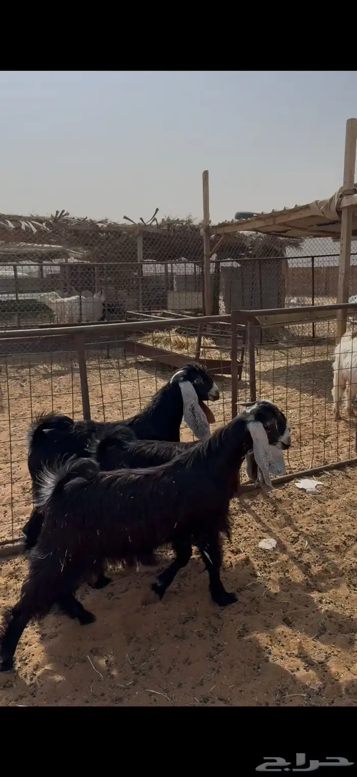 ذبيحه ذبايح حري فاخر و تيس 6