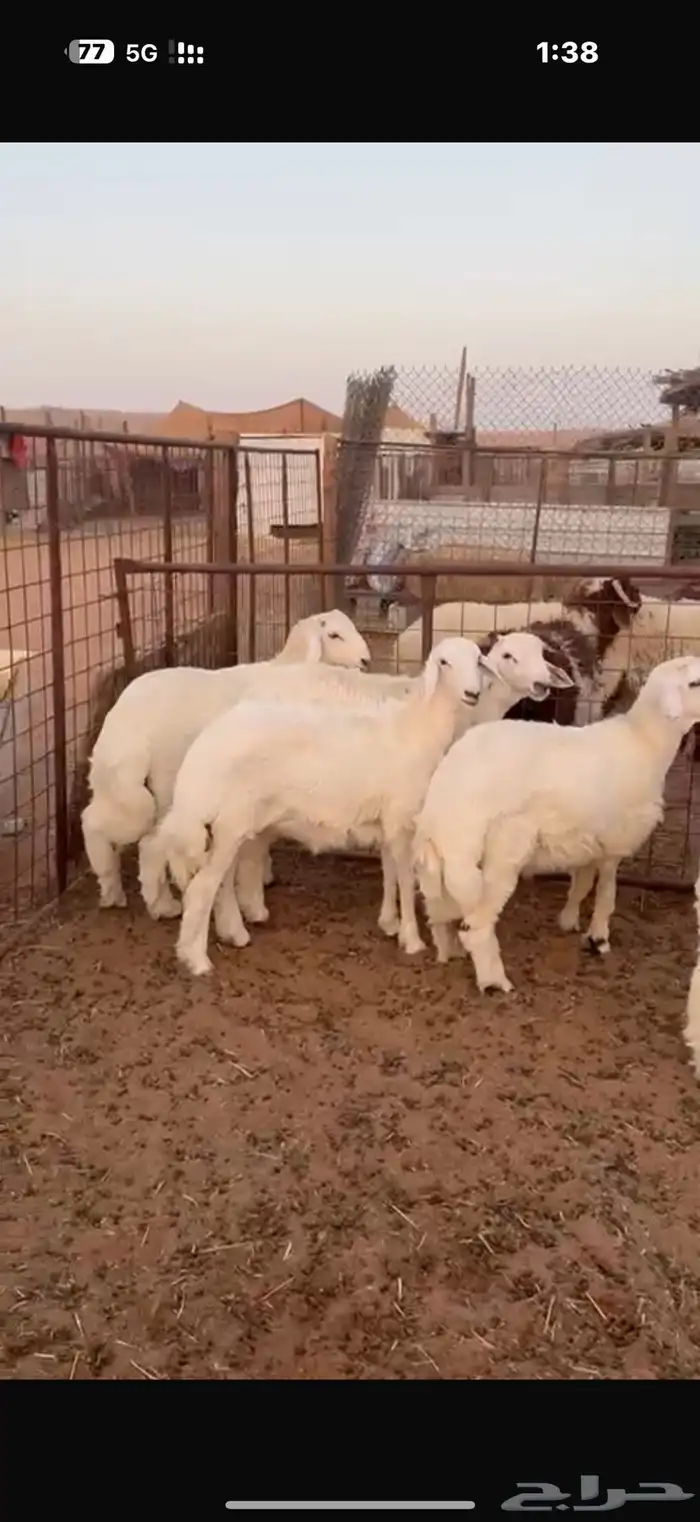 ذبيحه ذبايح حري فاخر و تيس 5