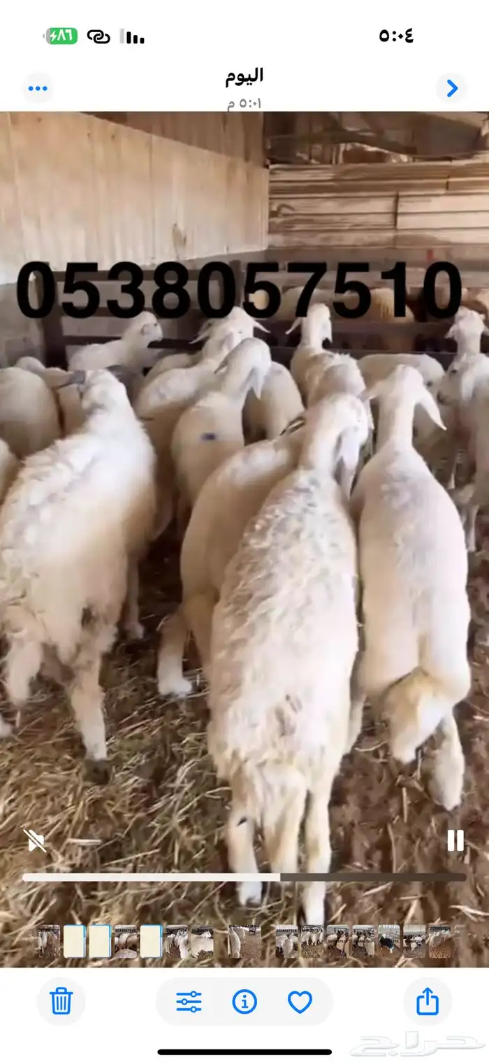 نعيمي جبر ووسط وحري جبر ووسط 21