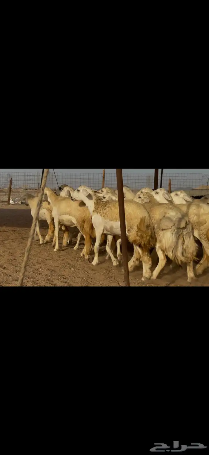 سلام عليكم ورحمة الله وبركاته 1