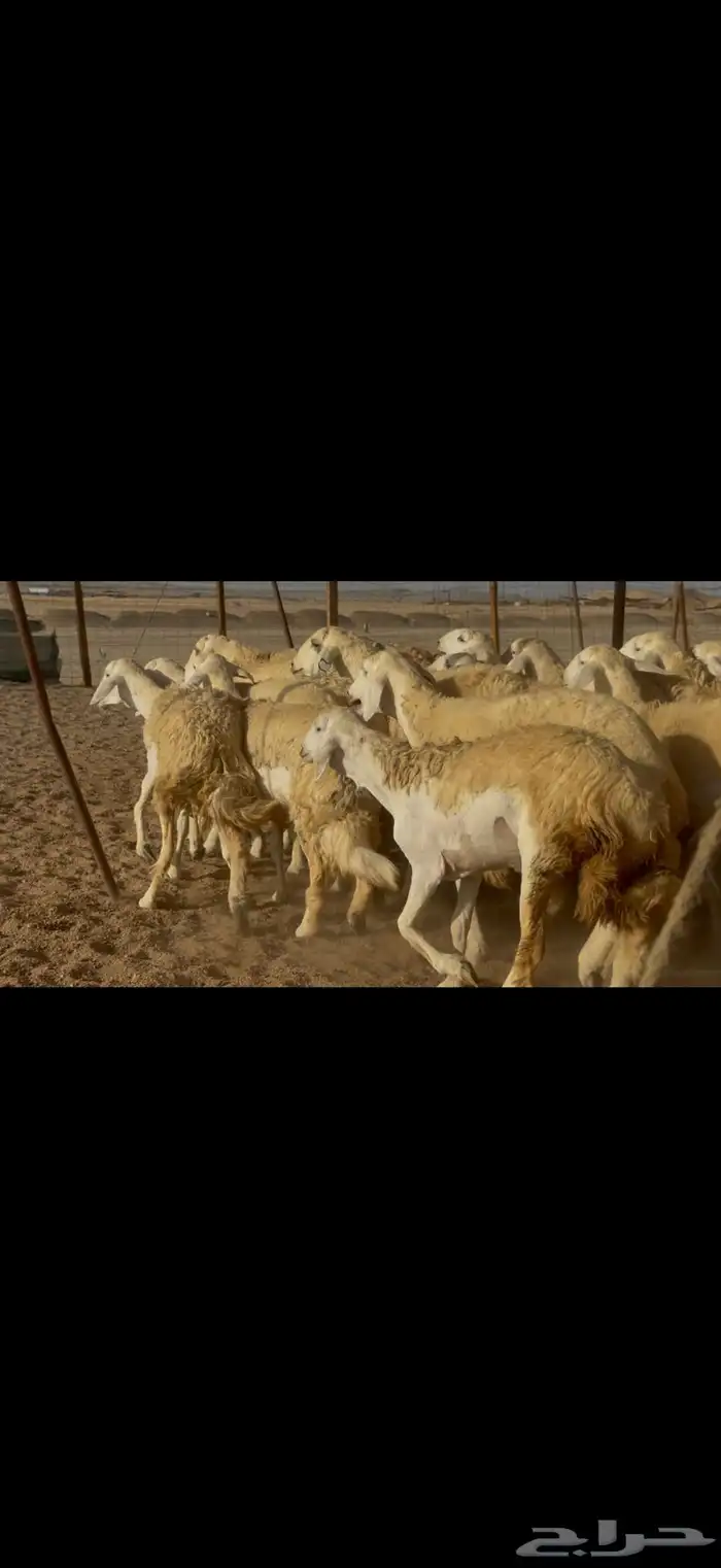 سلام عليكم ورحمة الله وبركاته 11