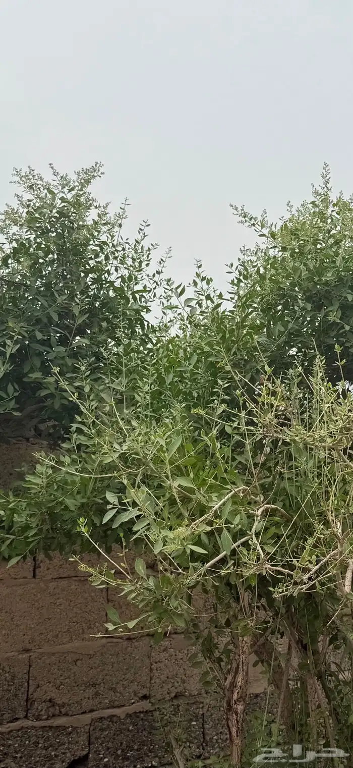 حناء بلدي للبيع 0