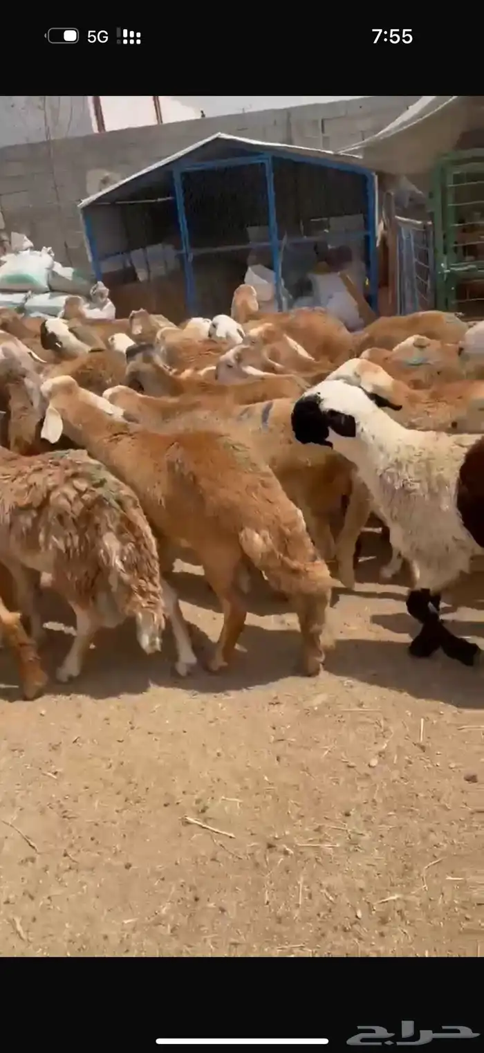 الطايف الرميده 2