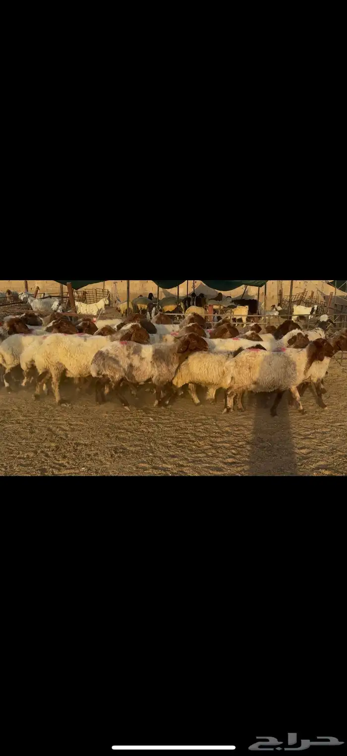 غنم نعيم دفيع . 5