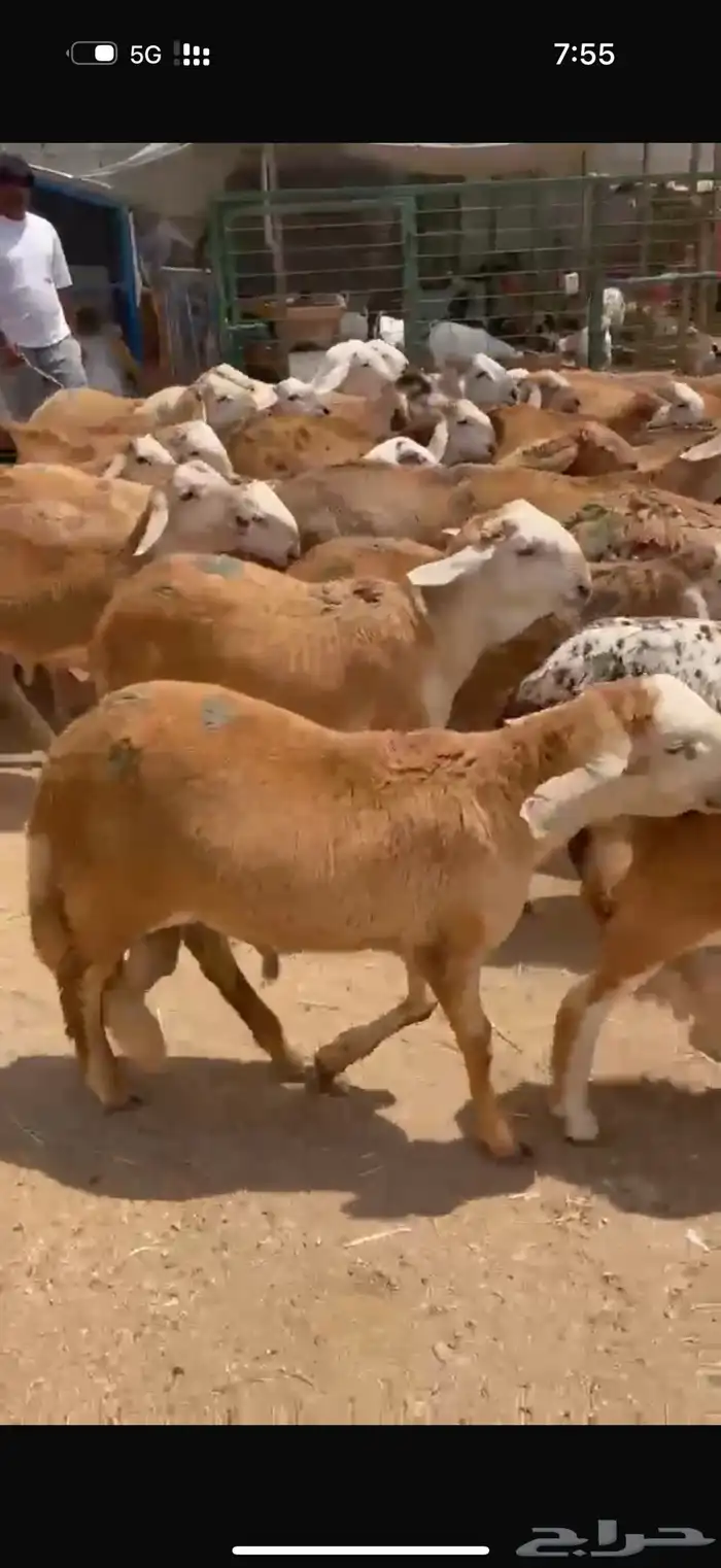 الطايف الرميده 6