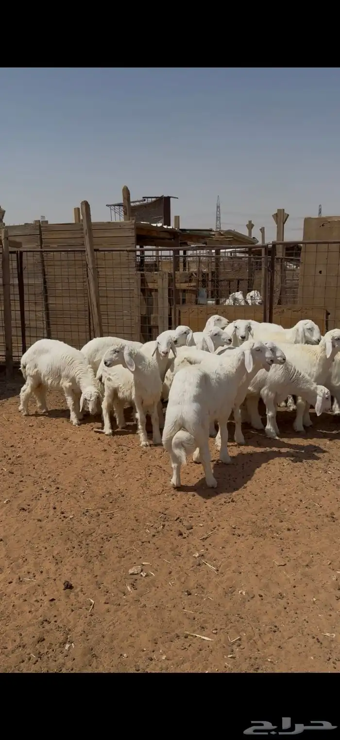 ذبيحه ذبايح حري فاخر و تيس 1