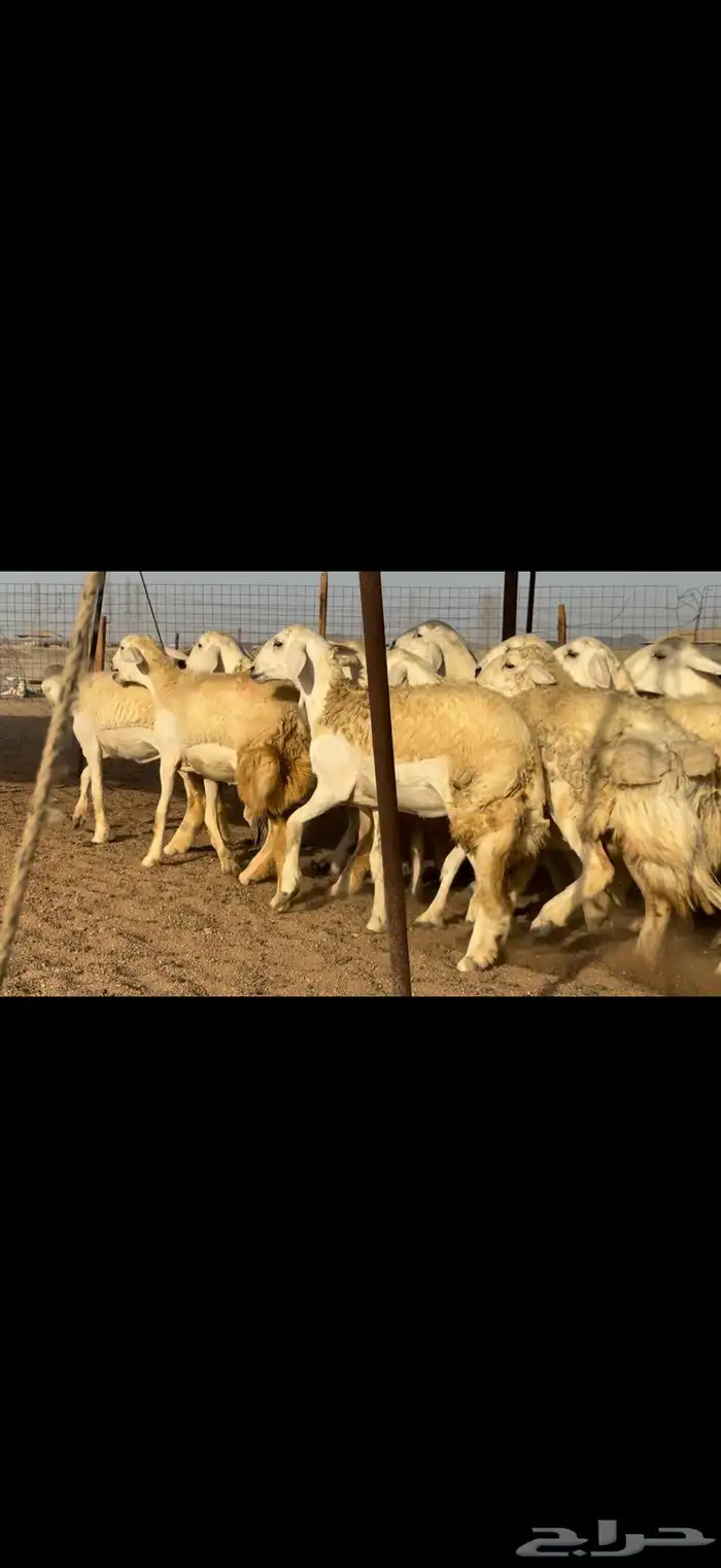 سلام عليكم ورحمة الله وبركاته 6