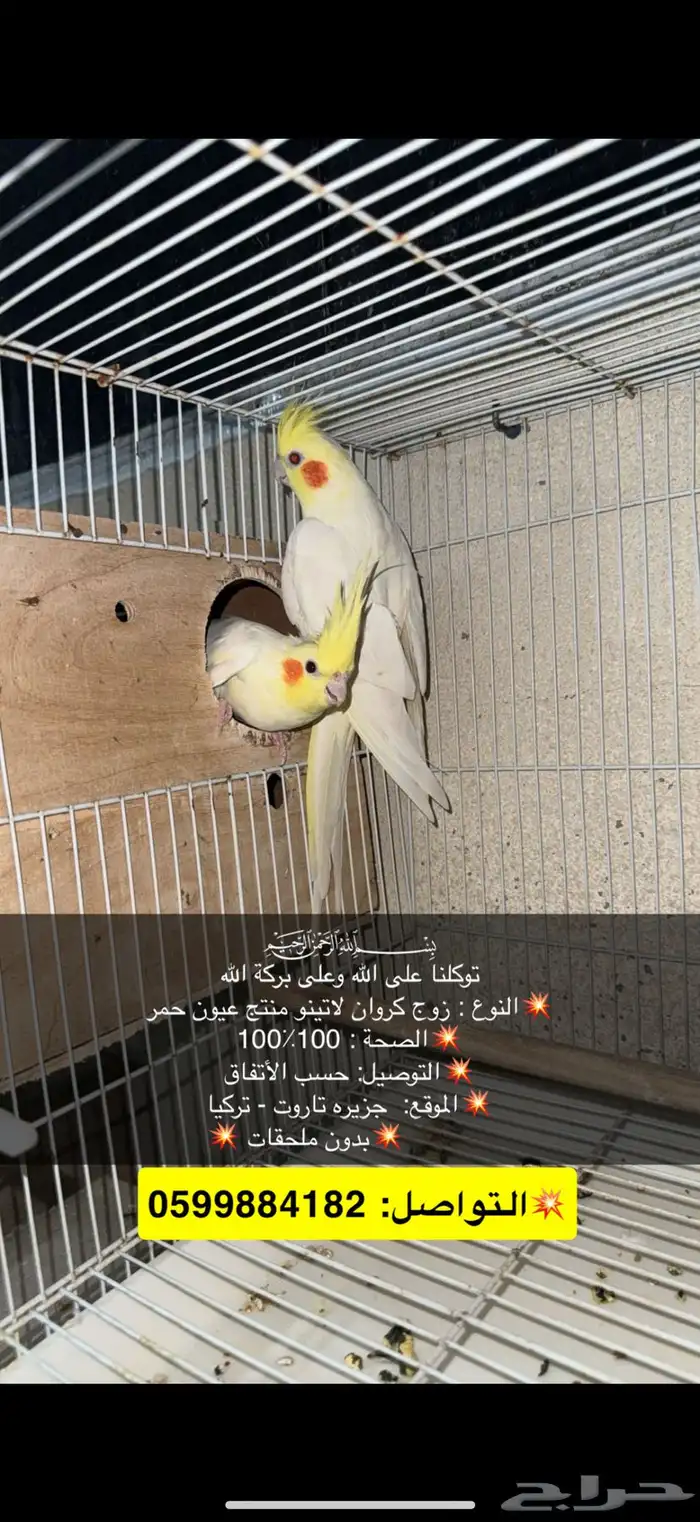 ازوج كروان لاتينو 0