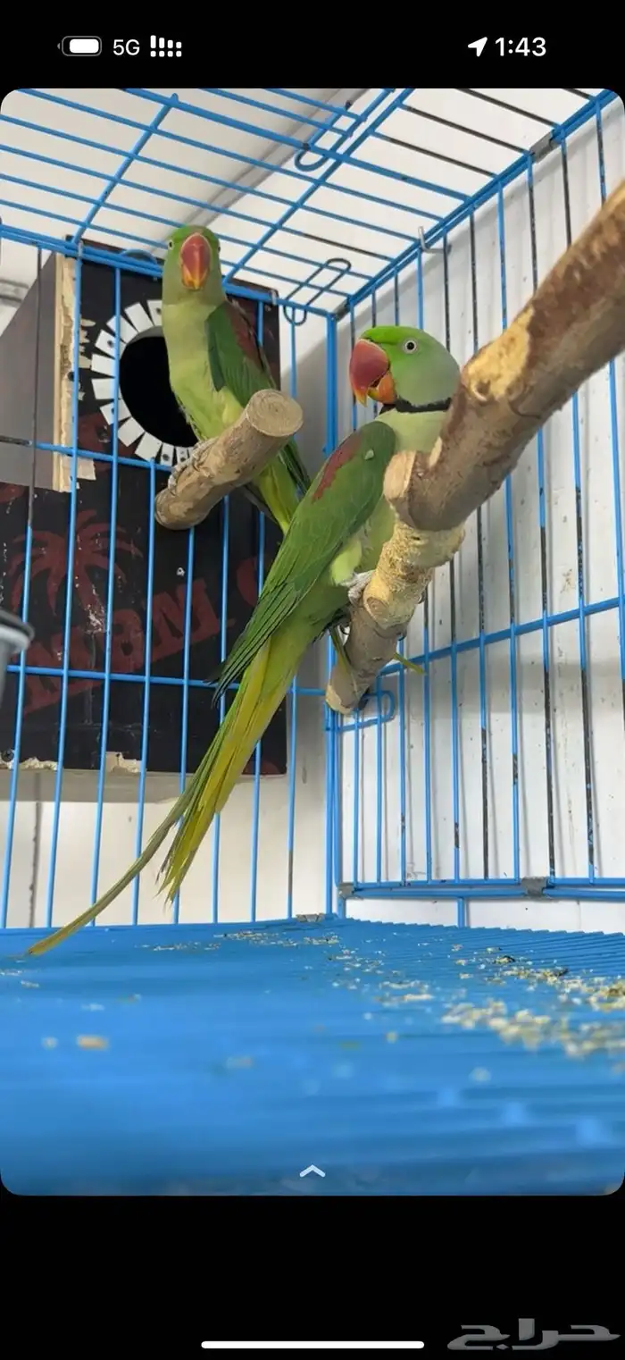 جوز دره نيبالي جامبو 1