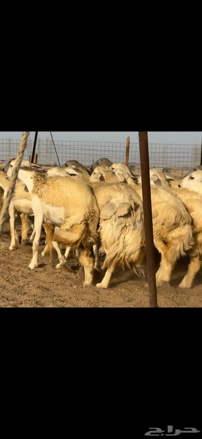 سلام عليكم ورحمة الله وبركاته 8