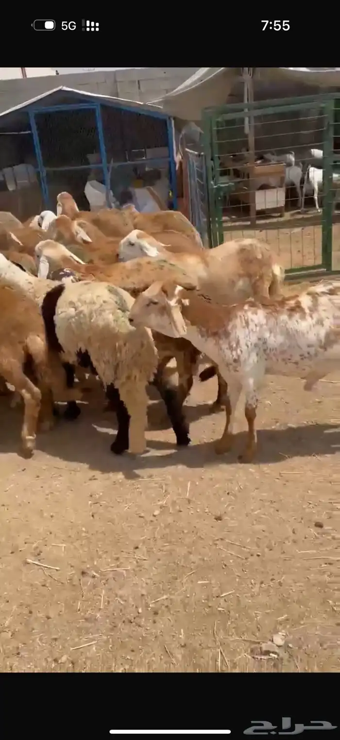 الطايف الرميده 1