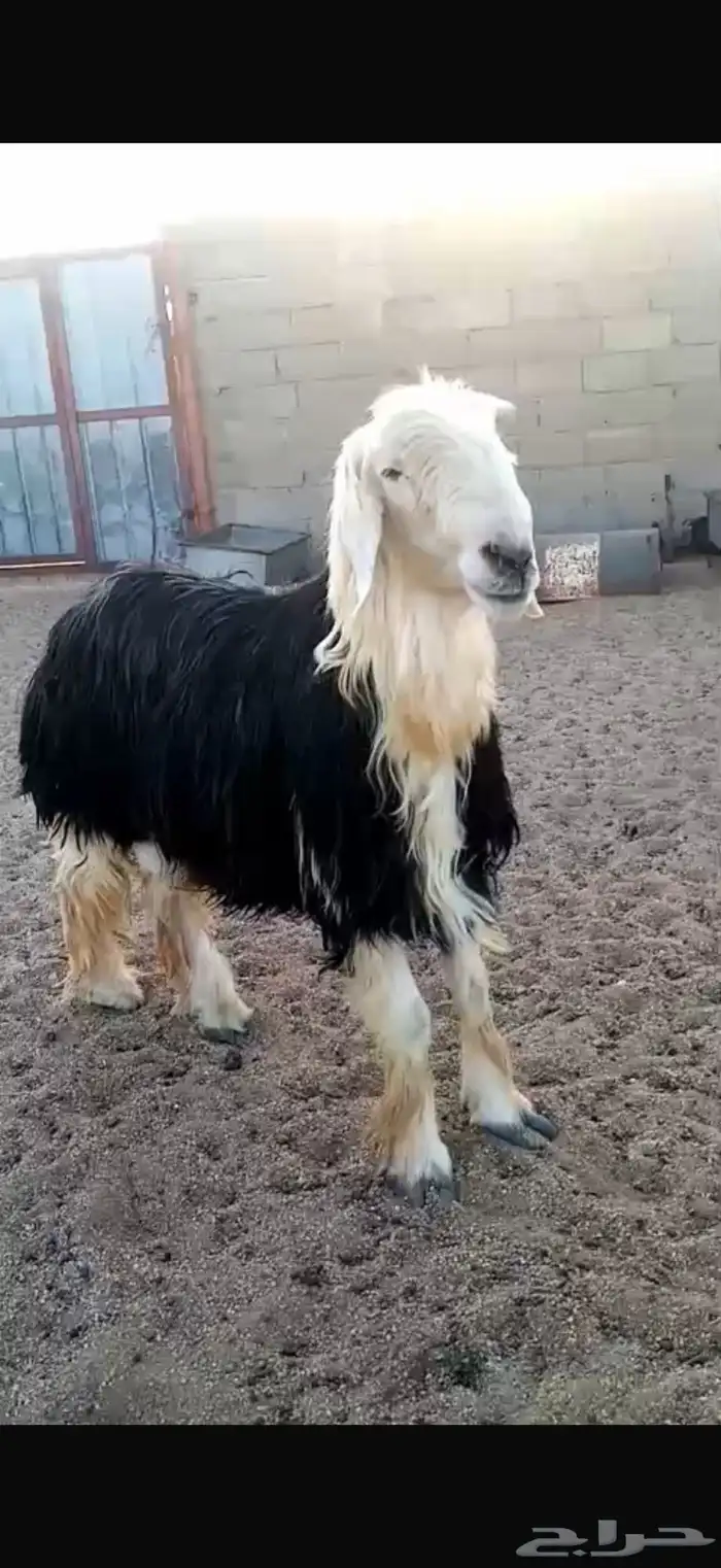 فحل نجدي مشروط 5