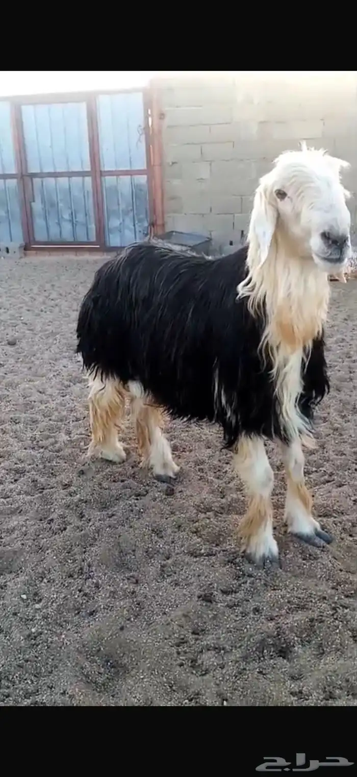 فحل نجدي مشروط 2