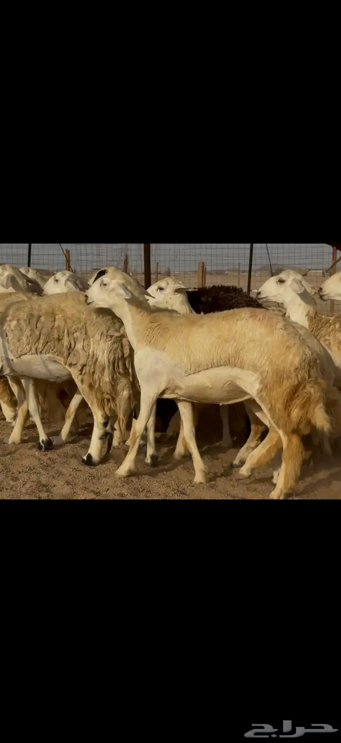 سلام عليكم ورحمة الله وبركاته 9