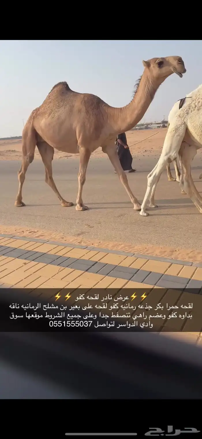 لقحه كفو حمرا 2