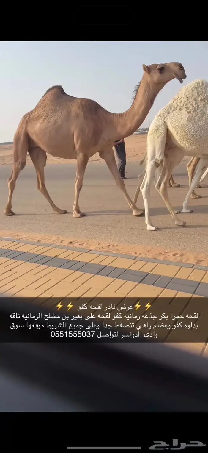لقحه كفو حمرا 1