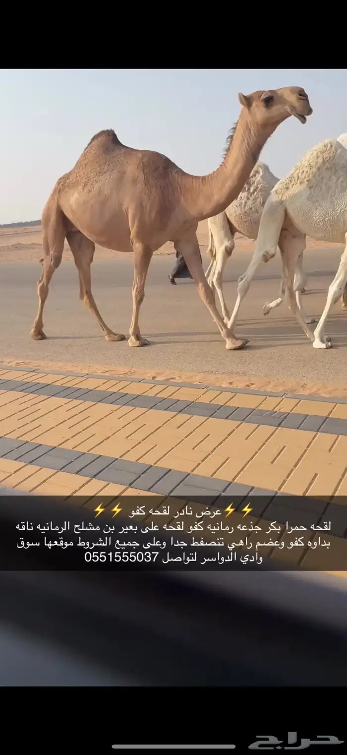 لقحه كفو حمرا 0