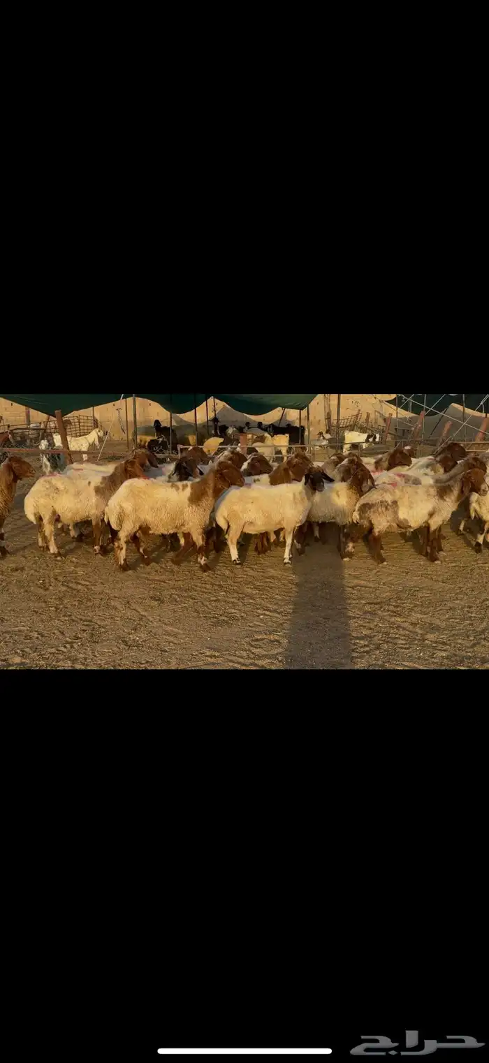 غنم نعيم دفيع . 6