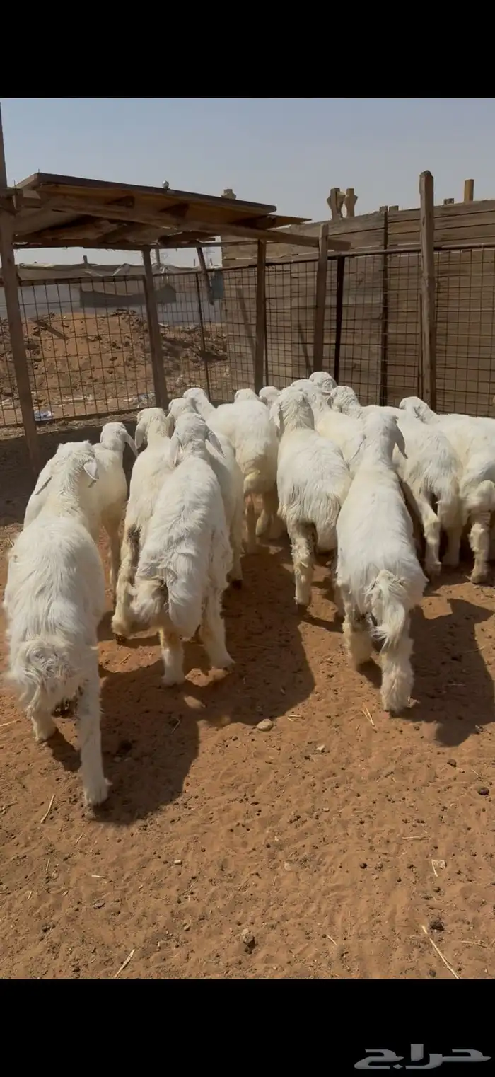 ذبيحه ذبايح حري فاخر و تيس 2