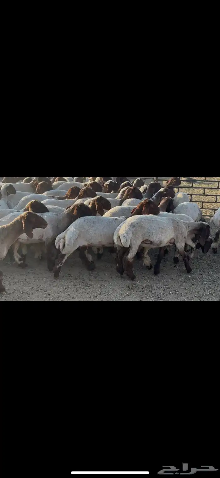 جذعات نعيم مقاني 5