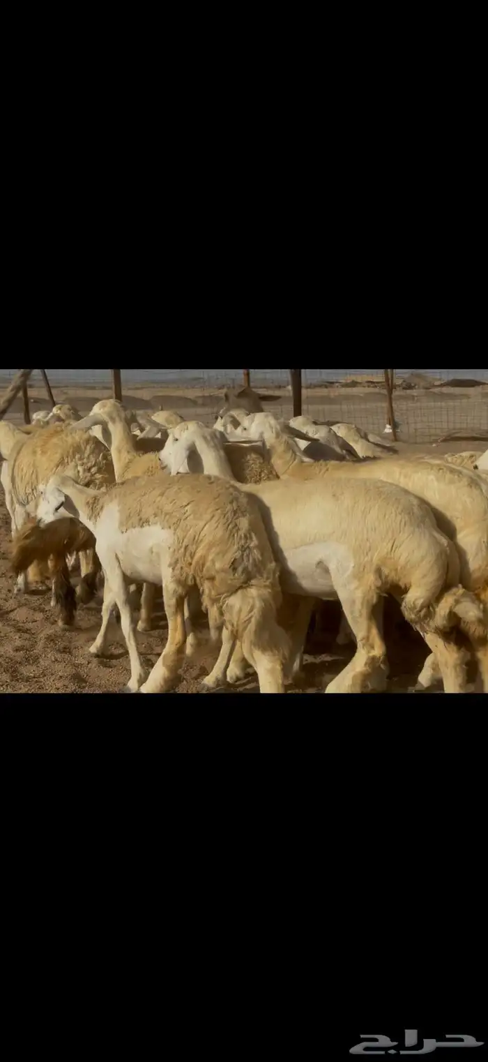 سلام عليكم ورحمة الله وبركاته 10