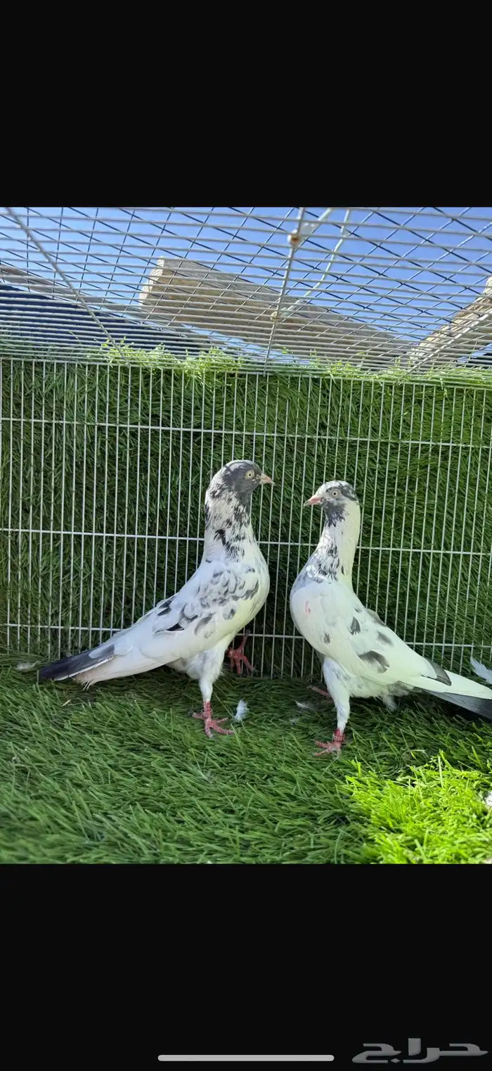 سهران بوري 2