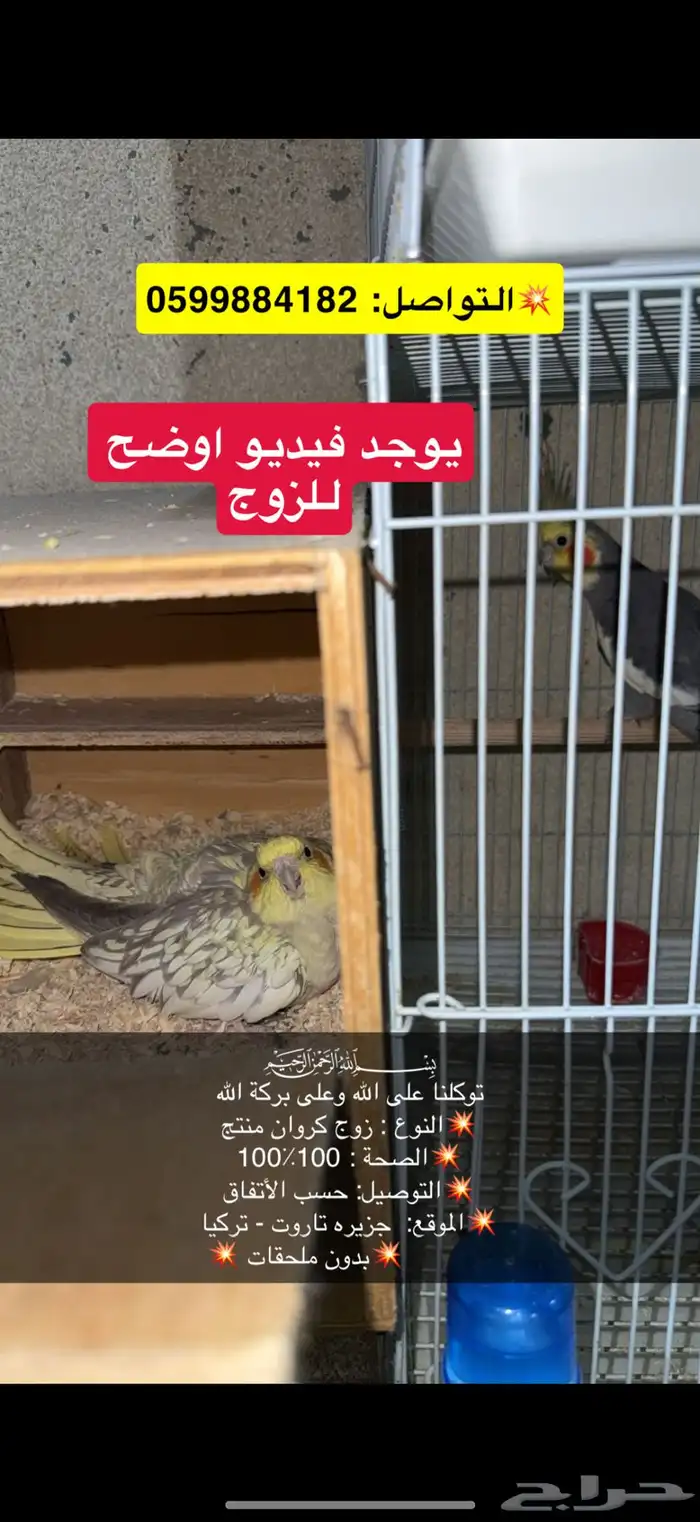 ازوج كروان لاتينو 1