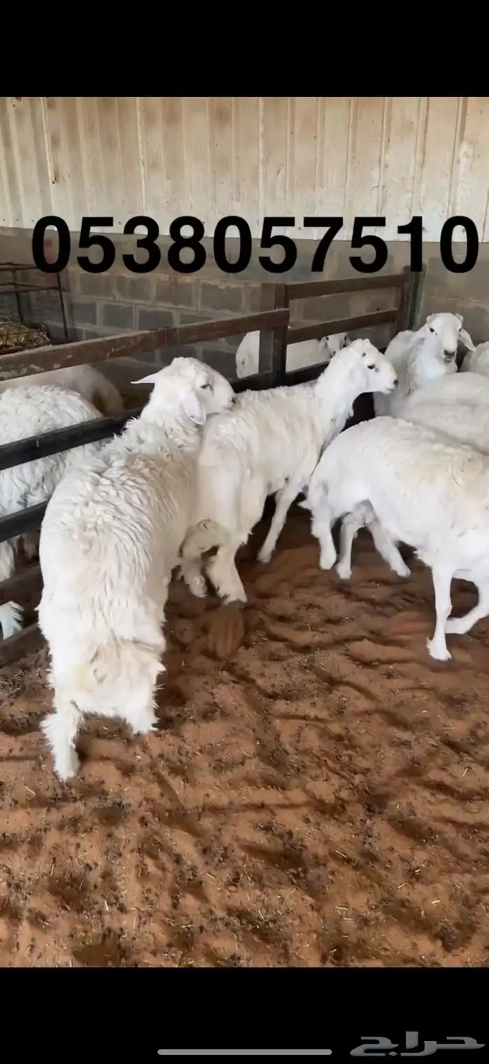 نعيمي جبر ووسط وحري جبر ووسط 5