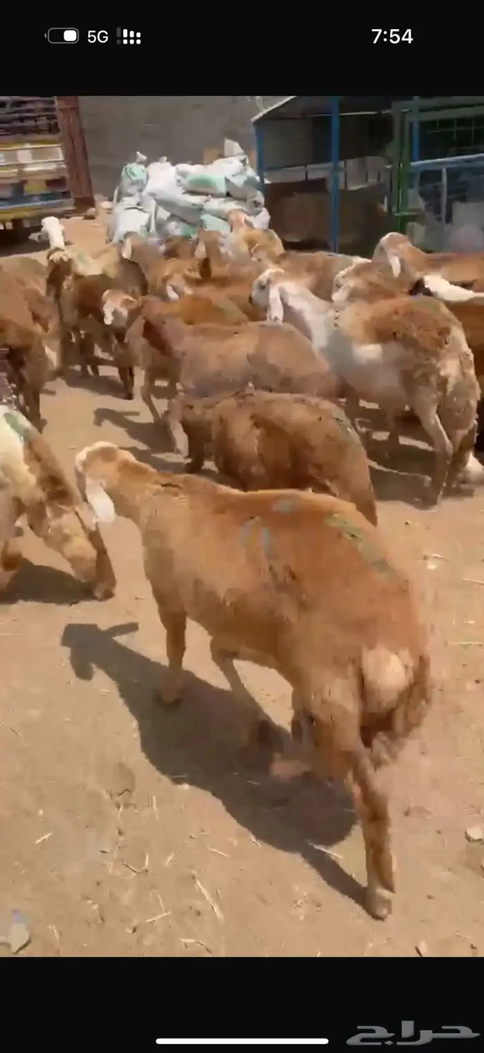 الطايف الرميده 3