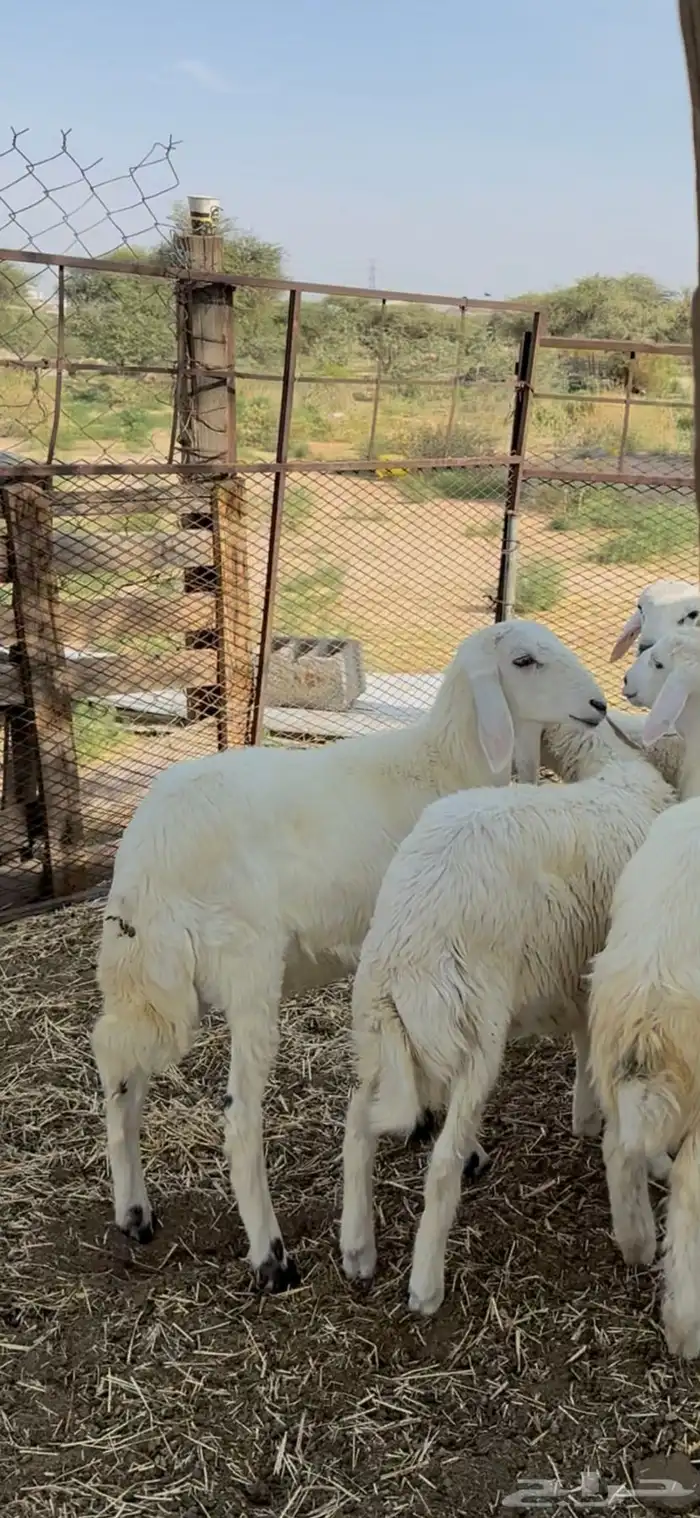 بهم حري كفو 0