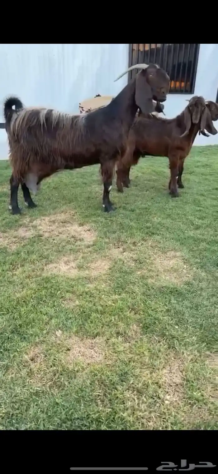 للبيع عنز والد قبرصيه خصم 0