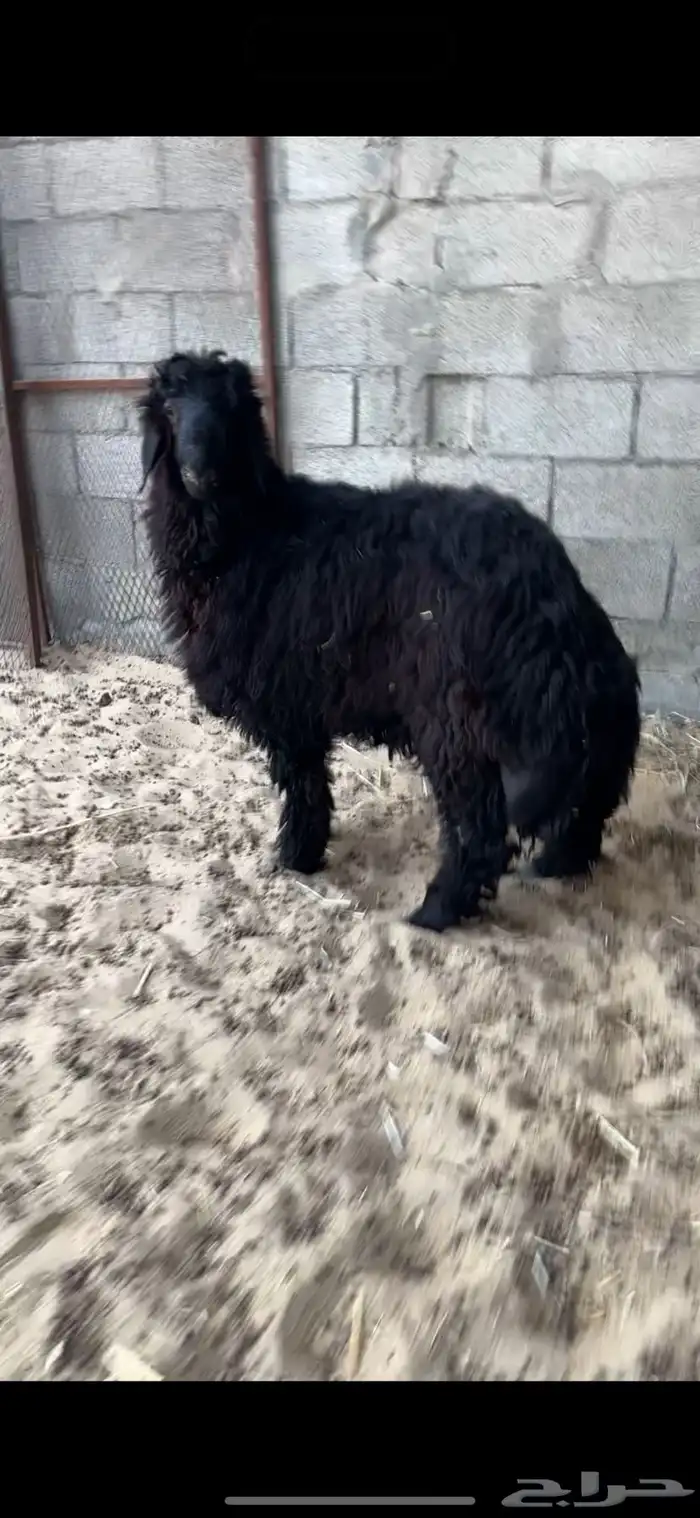 ذبايح جزله 0