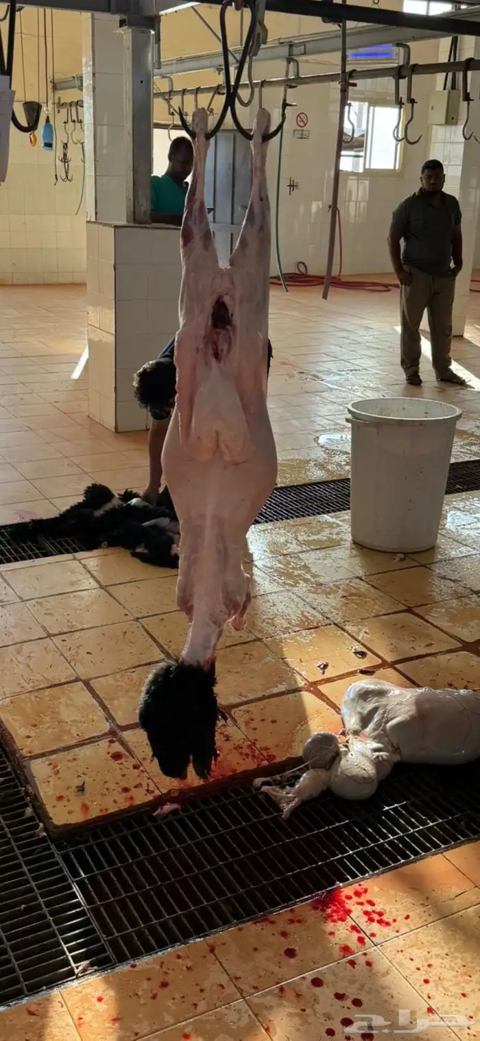 ذبايح نعيمي عربي مفطح ثلاجه ذبح وترصيل 4