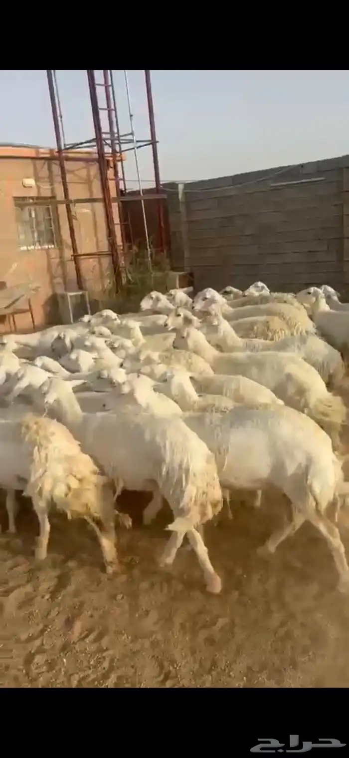 ضان حرية مقاني دفيع 2