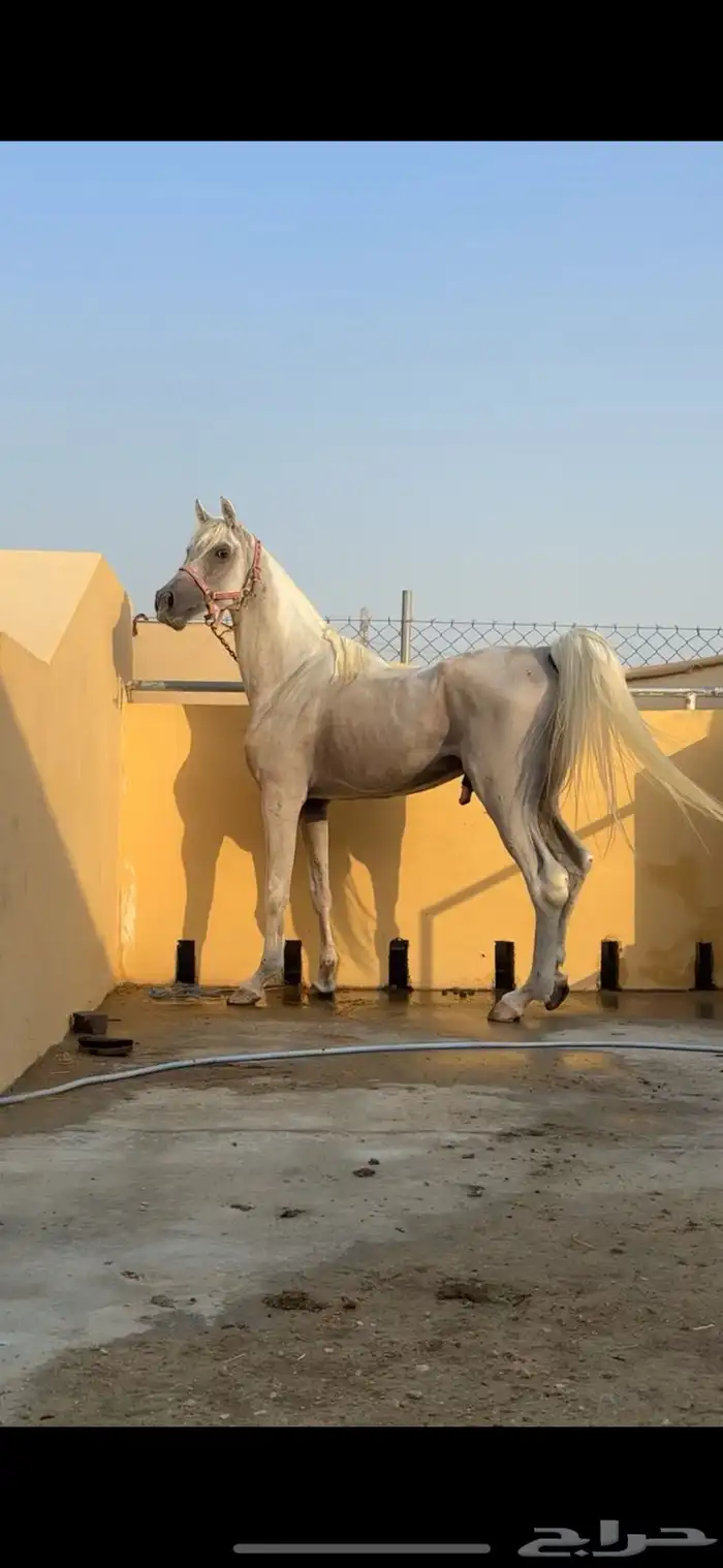 حصان شعبي 0