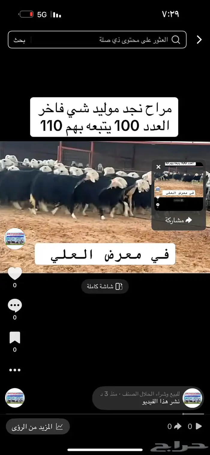 عرض بيع نجد مواليد 100تحتها 110 1