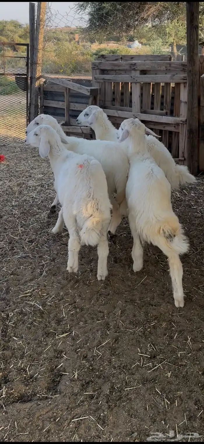 بهم حري كفو 2