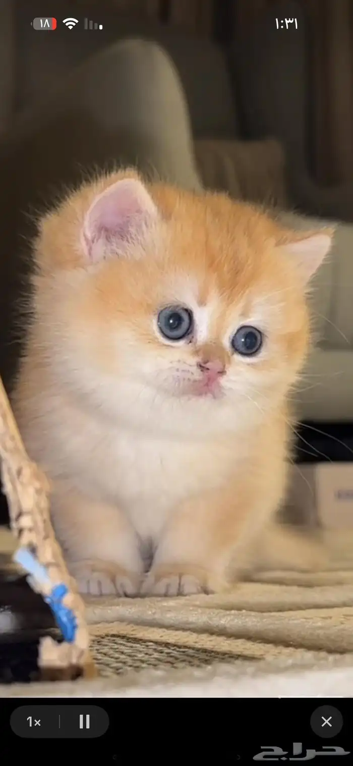 سكوتش ستريت انثى للبيع 0