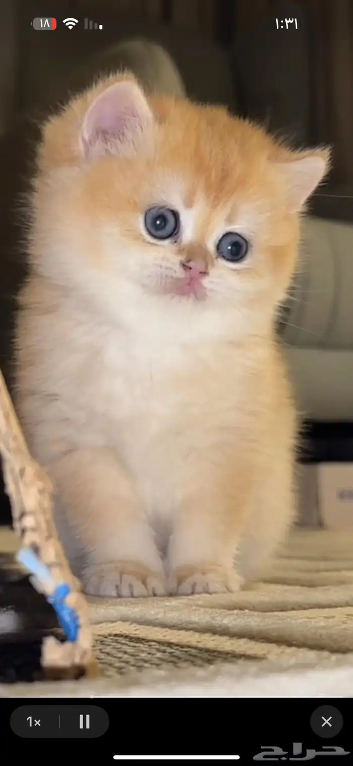 سكوتش ستريت انثى للبيع 1