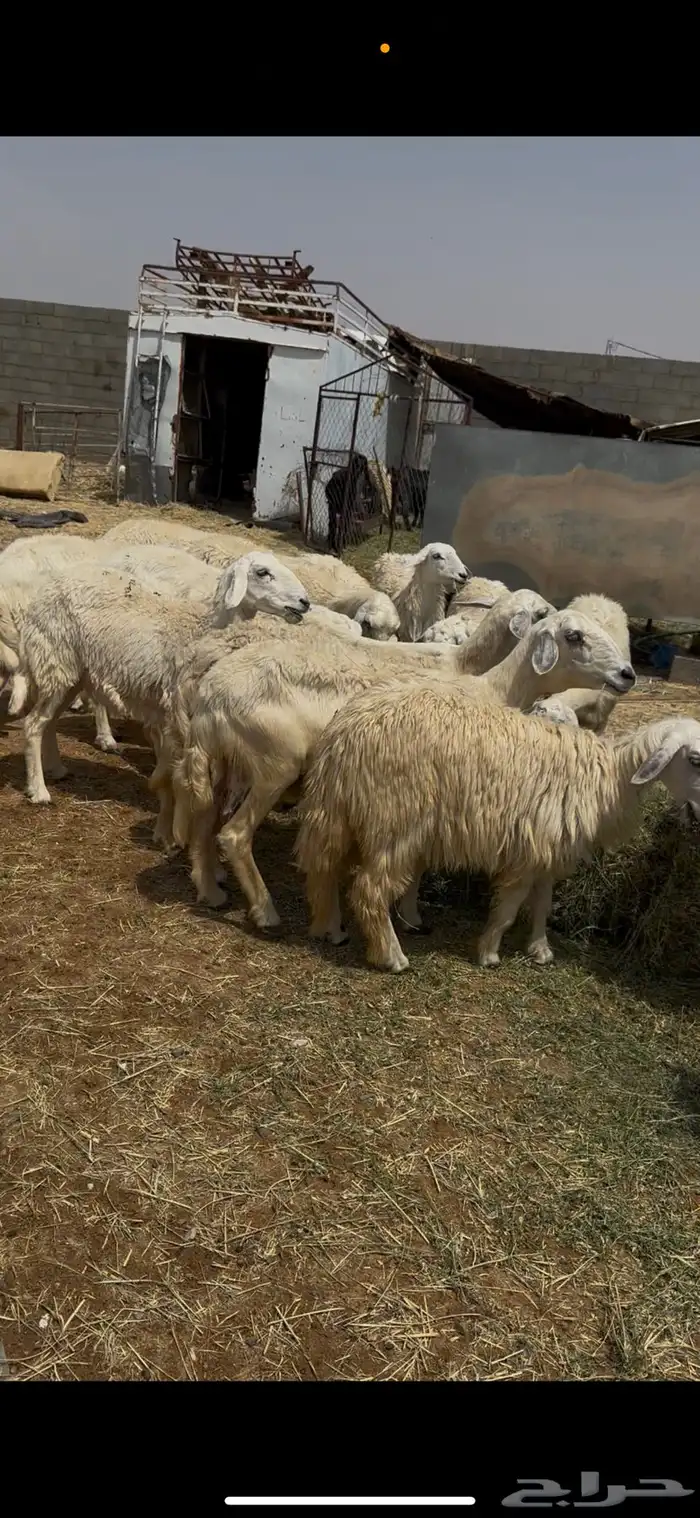 ضان بلديه دفيع العدد 24 1