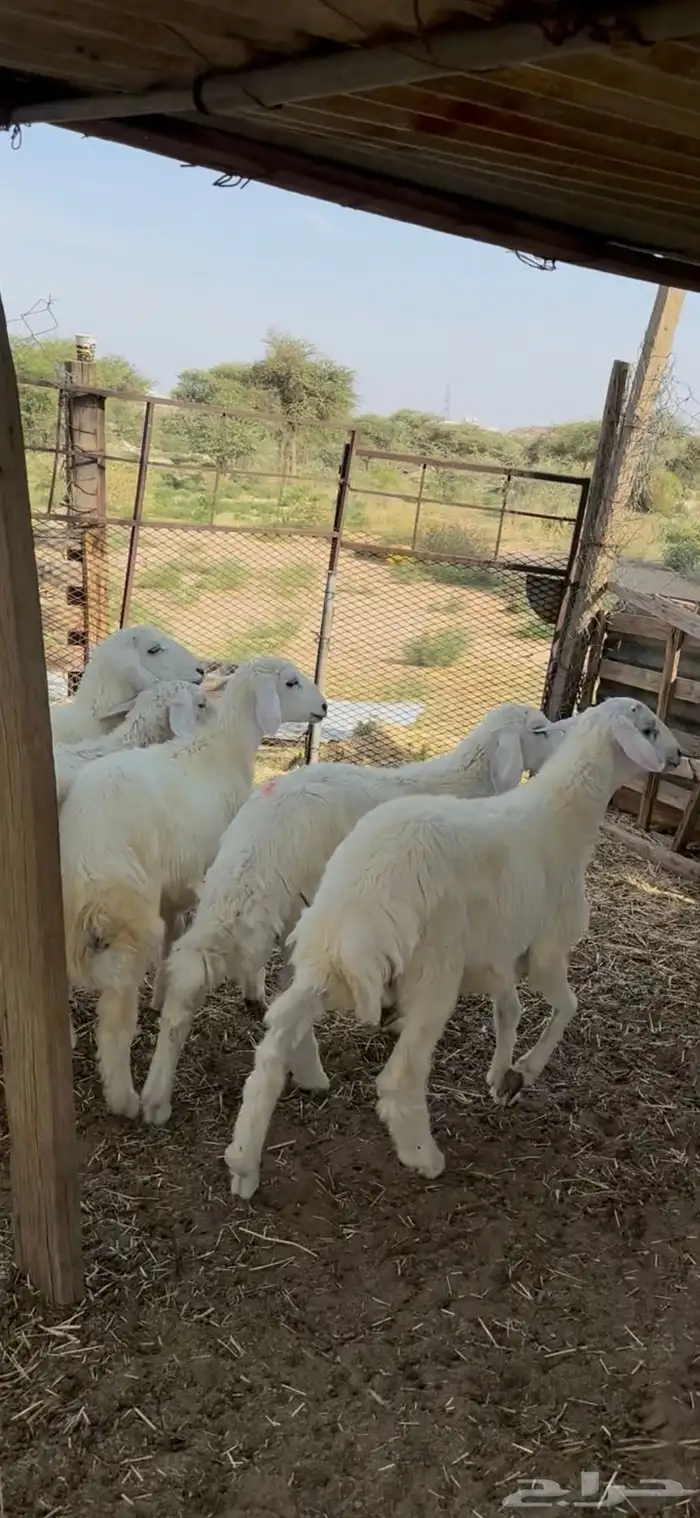 بهم حري كفو 1