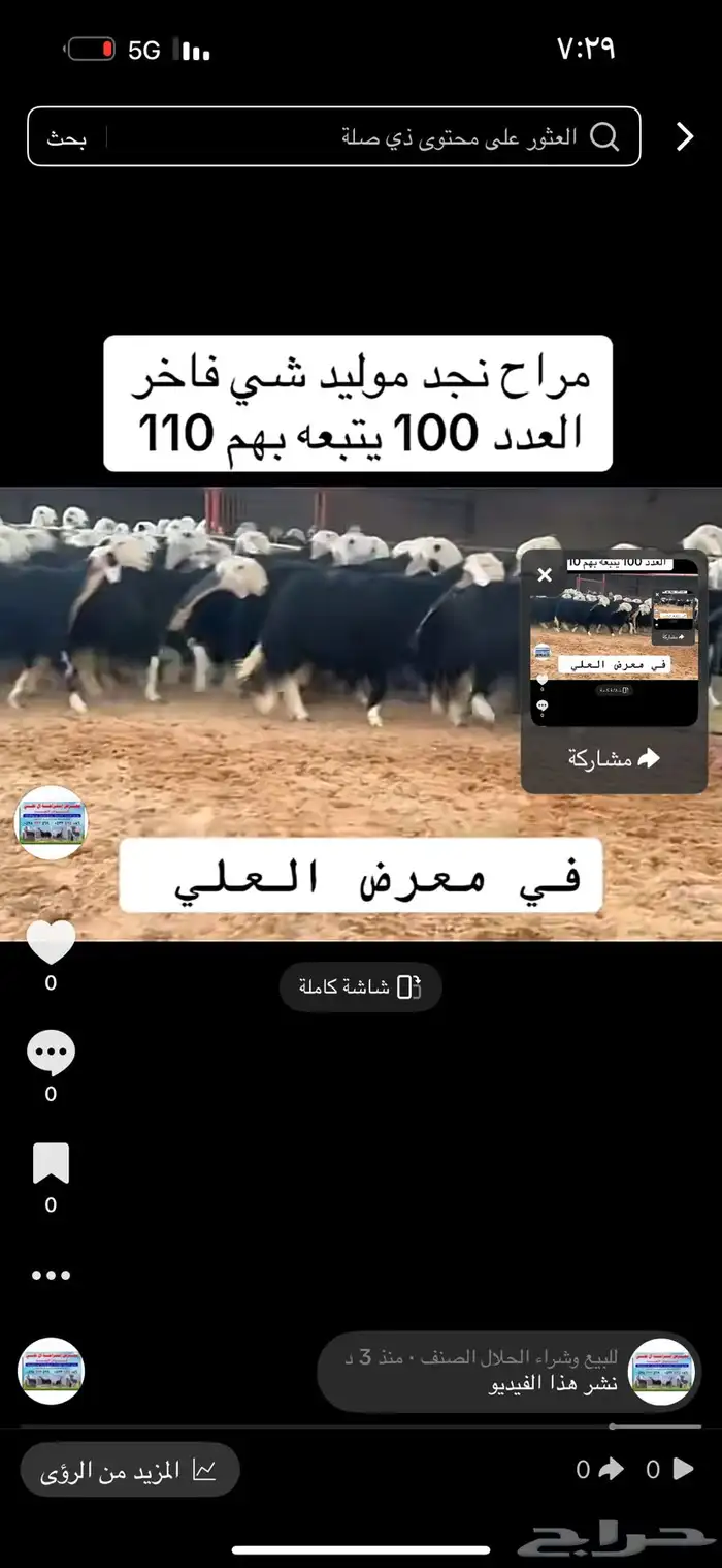 عرض بيع نجد مواليد 100تحتها 110 0
