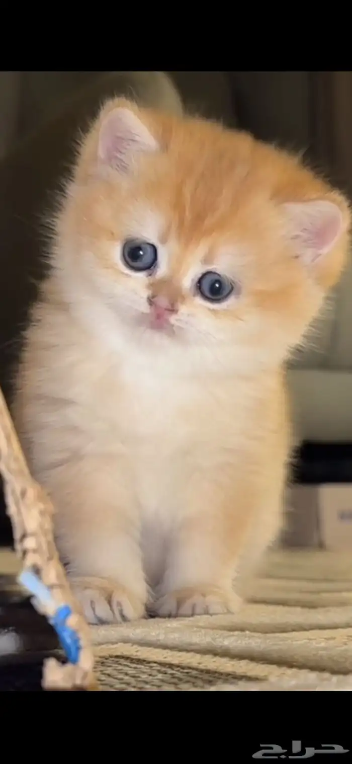 سكوتش ستريت انثى للبيع 2