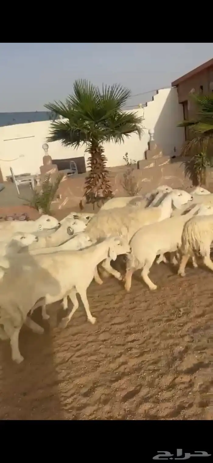 ضان حرية مقاني دفيع 0