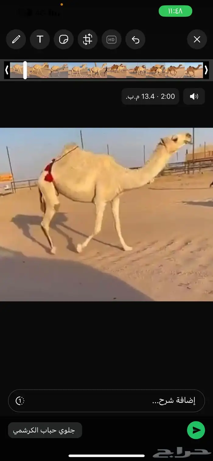 ابل منوت الي بيظرب 1